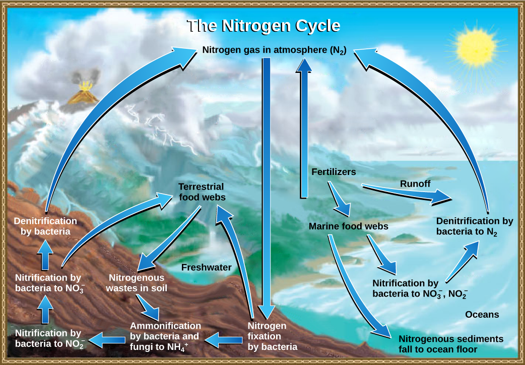 Biogeochemical Cycles OpenStax Biology
