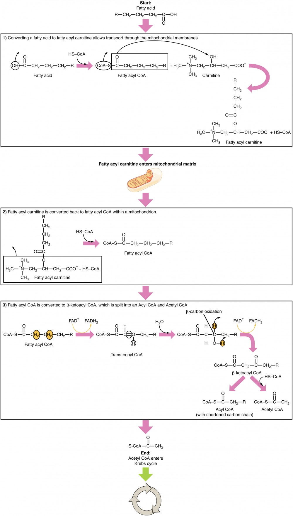 Lipid Metabolism A & P 1/2