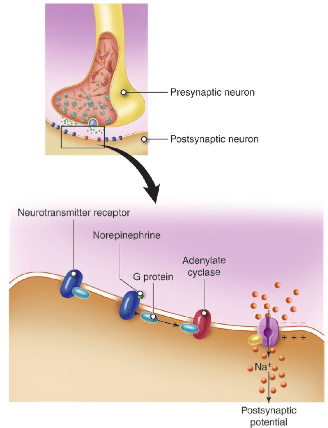 Synapses A & P 1/2