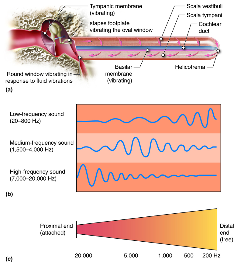 Special Senses Hearing (Audition) and Balance A & P 1/2