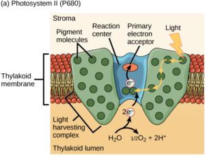 This illustration shows photosystem two embedded in the thylakoid membrane, with a photon of light striking the pigments in the light harvesting complex and the energy being transferred between pigments until it reaches the reaction center where the electron is “donated” to the primary electron acceptor. The lost electron is replaced by splitting a water molecule, resulting in two electrons, one oxygen atom, and two protons.