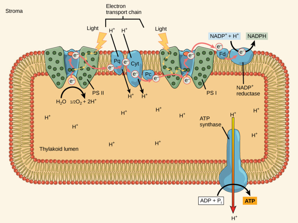 This illustration shows the components involved in the light reactions. Photosystem II uses light to excite an electron, which is passed on to the chloroplast electron transport chain. The electron is then passed on to photosystem I and to NADP+ reductase, which makes NADPH. This process forms an electrochemical gradient that is used by ATP synthase enzyme to make ATP.