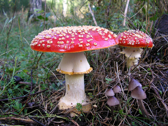 Characteristics Of Fungi Biology For Non Majors Ii