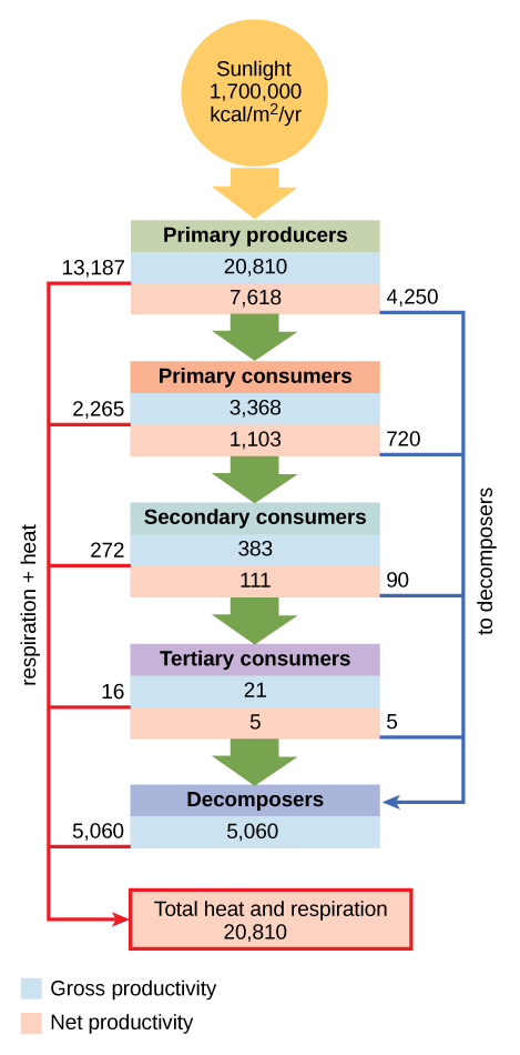 Energy Flow Through Ecosystems Biology For Non Majors II Energy Flow Through Ecosystems Biology For Non Majors II