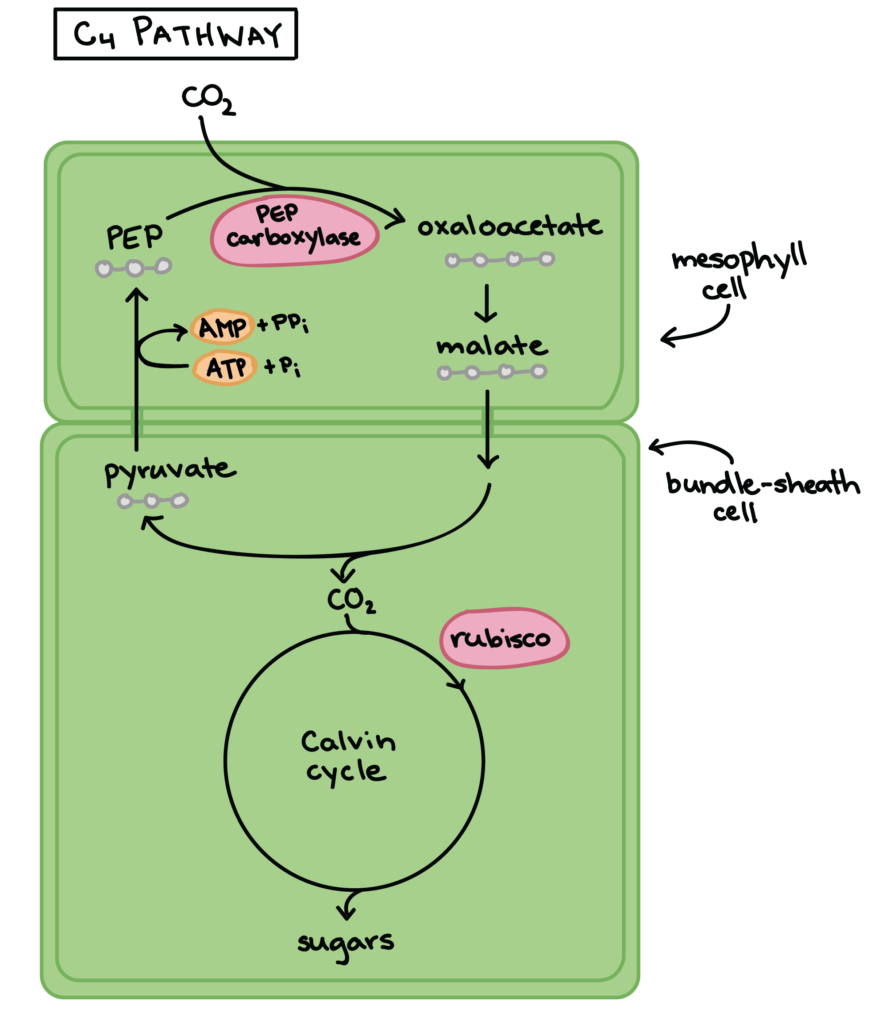 Plant Photorespiration Biology for NonMajors II