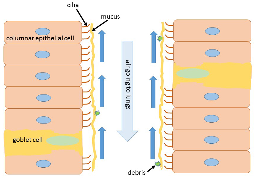 Organs and Structures of the Respiratory System | Anatomy and Physiology II