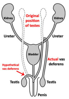 Development of the Male and Female Reproductive Systems | Anatomy and