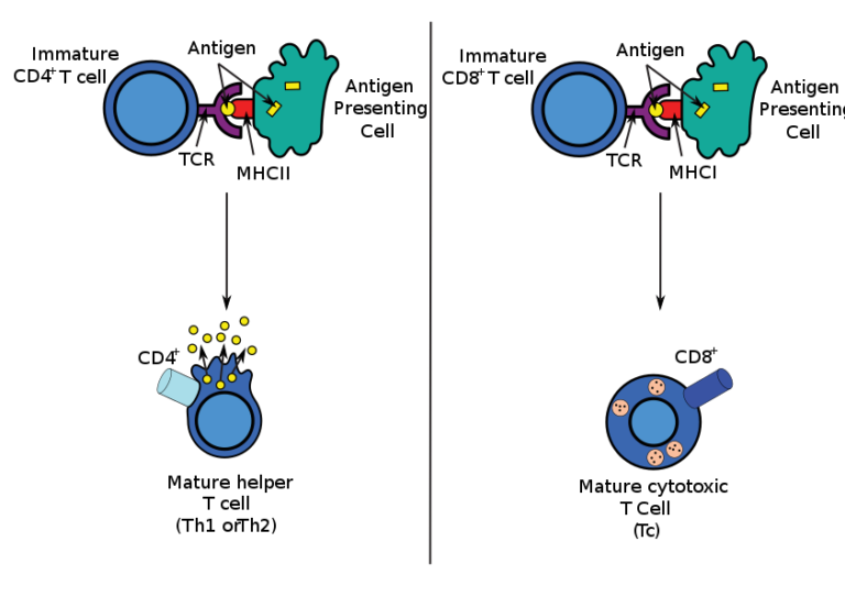 Barrier Defenses and the Innate Immune Response Anatomy and Physiology II