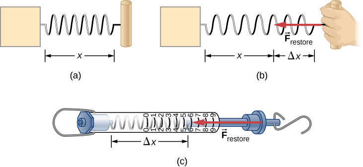 Figure a shows an undisturbed string of length x. Figure b shows the spring stretched by a distance delta x and a force F restore acting in the opposite direction. Figure c shows a spring scale. A hook attached to a spring is pulled in one direction. There are markings on the scale to show how much the spring has been stretched.