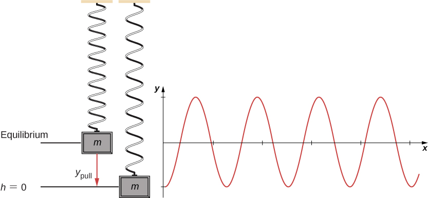 A vertical mass spring system is illustrated. The upper end of the spring is attached to the ceiling. A block of mass m is attached to the lower end. The spring is drawn at two positions. On the left, the mass is in the equilibrium position. To the right of this, the spring is drawn with the mass pulled down a distance y sub pull. This position of the mass is labeled as h equal to zero. A graph of y as a function of X is shown to the rightly the illustrations, with y equals zero aligned with the equilibrium position in the illustrations. The plot is sinusoidal, with the minimum y at x=0 and even with the lower mass position in the illustrations.