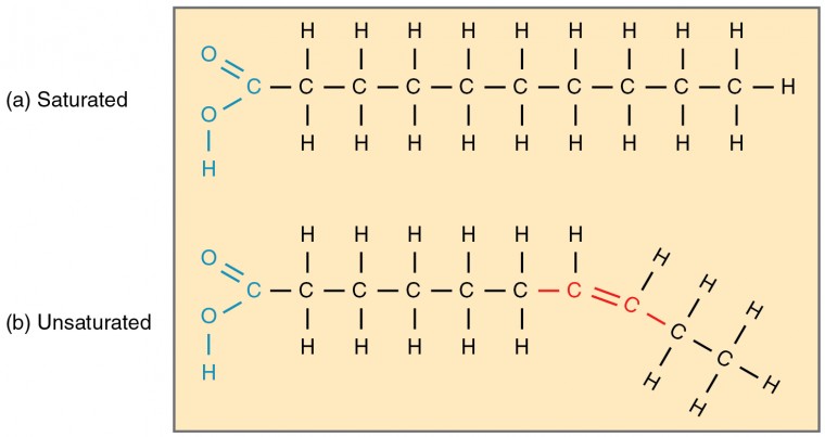 This diagram shows the chain structures of a saturated and an unsaturated fatty acid.