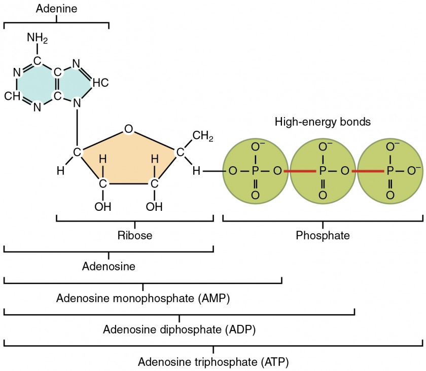 This figure shows the structure of ATP.