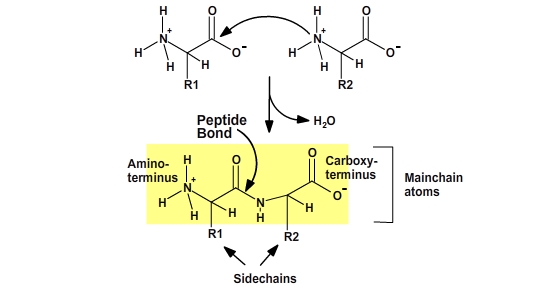 Amino Acids | Anatomy and Physiology I