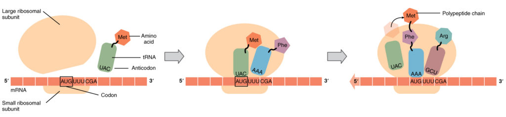 The top part of this figure shows a large ribosomal subunit coming into contact with the mRNA that already has the small ribosomal subunit attached. A tRNA and an anticodon are in proximity. In the second panel, the tRNA also binds to the same site as the ribosomal subunits. In the bottom panel, a polypeptide chain is shown emerging from the complex.