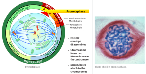 Cells_3_prometaphase