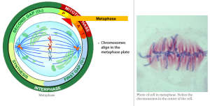 Cells_4_metaphase