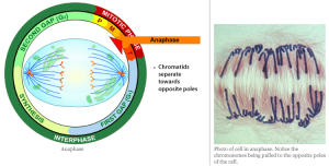 Cells_5_anaphase