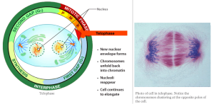 Cells_6_telophase