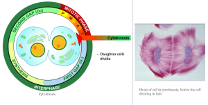 Cells_7_cytokinesis