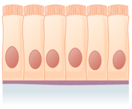 Epithelial Tissue | Anatomy and Physiology I heart diagrams unlabeled 