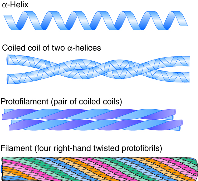 keratin structure