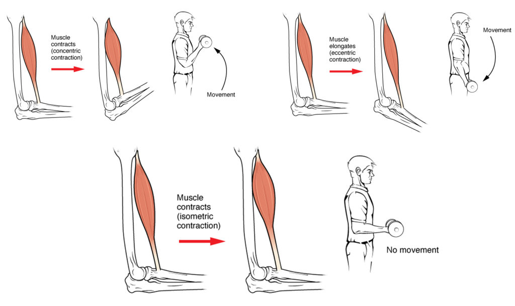 This figure shows the different types of muscle contraction and the associated body movements. The top panel shows concentric contraction, the middle panel shows eccentric contraction, and the bottom panel shows isometric contraction.