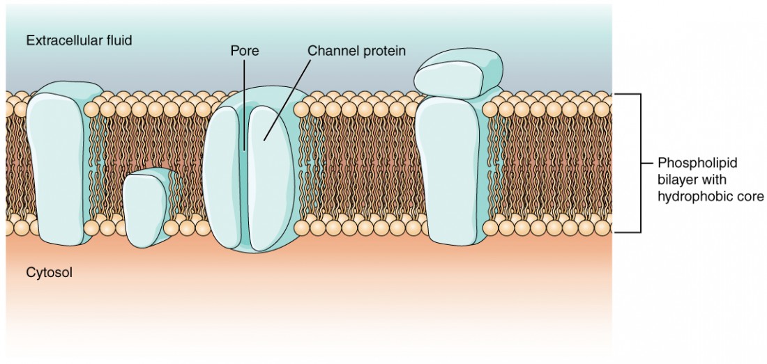 The Potential | Anatomy and Physiology I