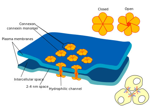 Structure of an electrical synapse (gap junction), with connections and channels.