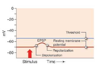 An excitatory postsynaptic potential depolarizes the membrane bringing it closer to the threshold potential.