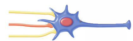 Temporal summation occurs when one synapse stimulates the postsynaptic cell very quickly and the EPSPs produced in the postsynaptic cell piggyback on each other causing an increasing level of depolarization.