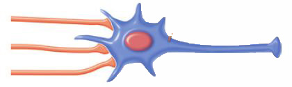 Spatial summation occurs when the collective effect of multiple synapses depolarizes the postsynaptic neuron to threshold resulting in an action potential.