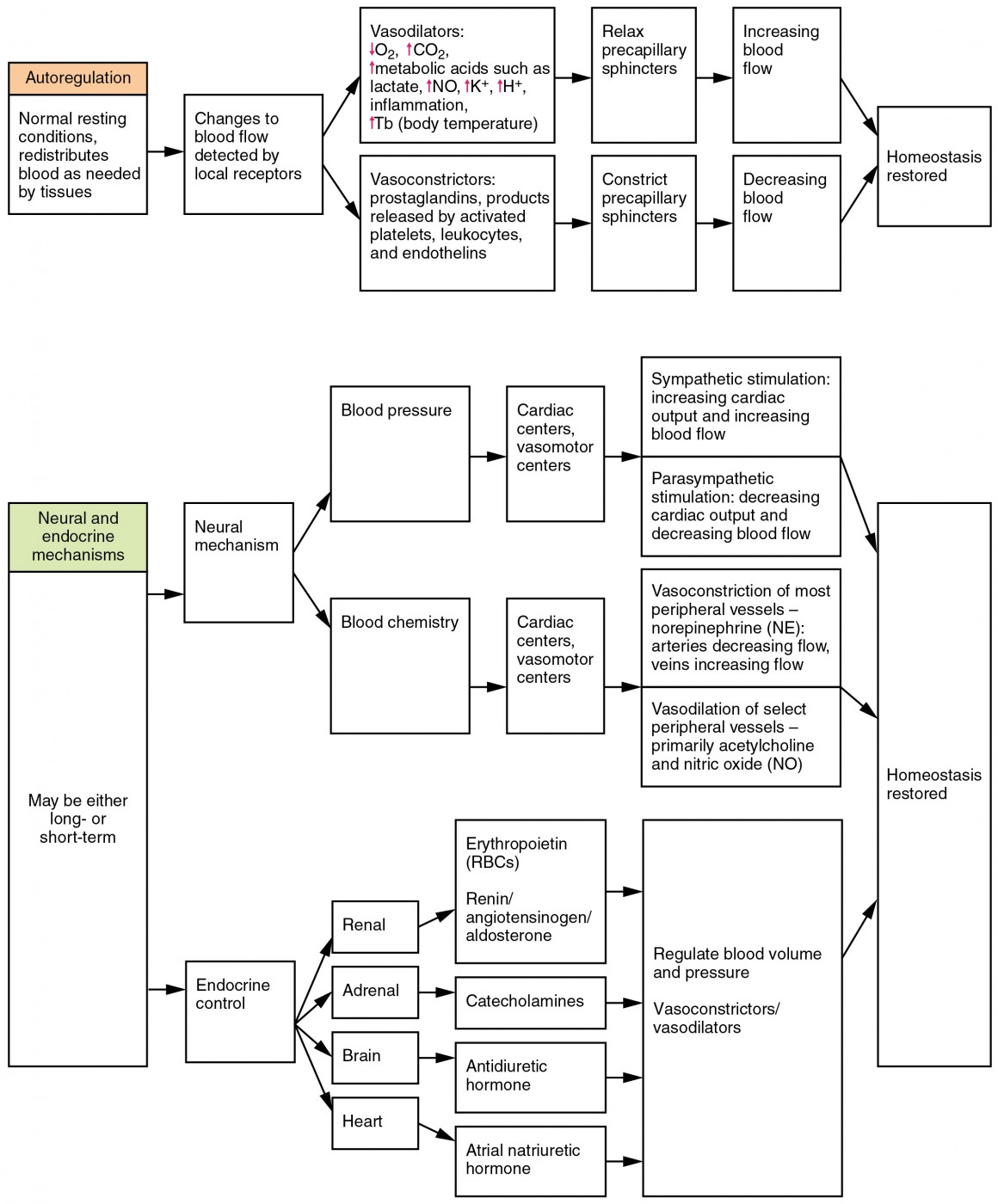 This flowchart shows the various factors that control the flow of blood. The top panel focuses on autoregulation, and the bottom panel focuses on neural and endocrine mechanisms.