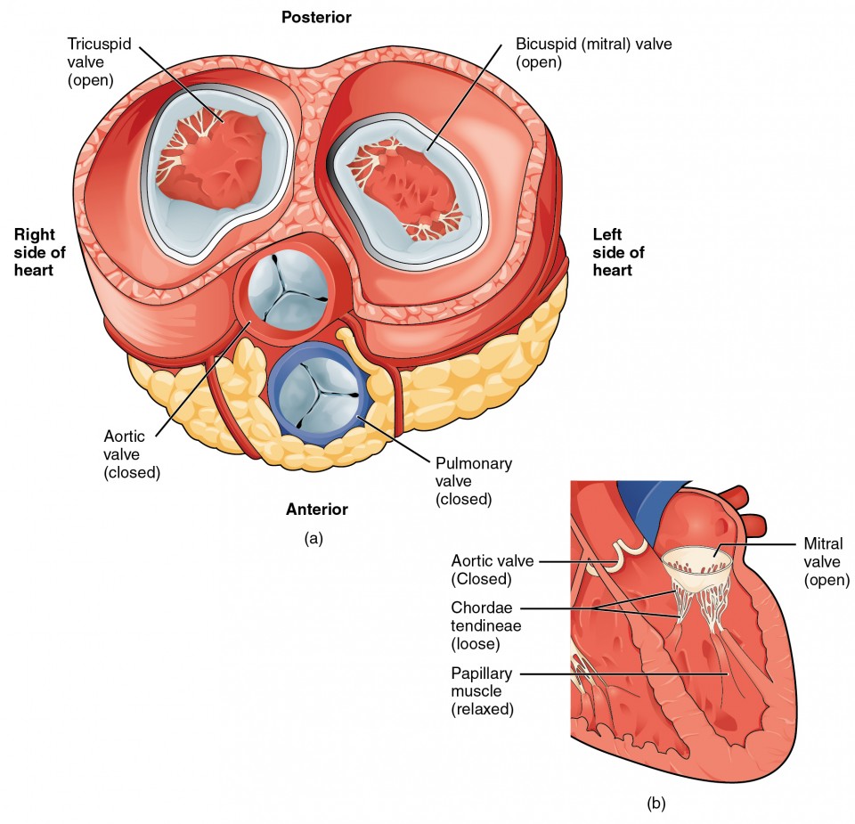 The left panel of this figure shows the anterior view of the heart with the different valves, and the right panel of this figure shows the location of the mitral valve in the open position in the heart.