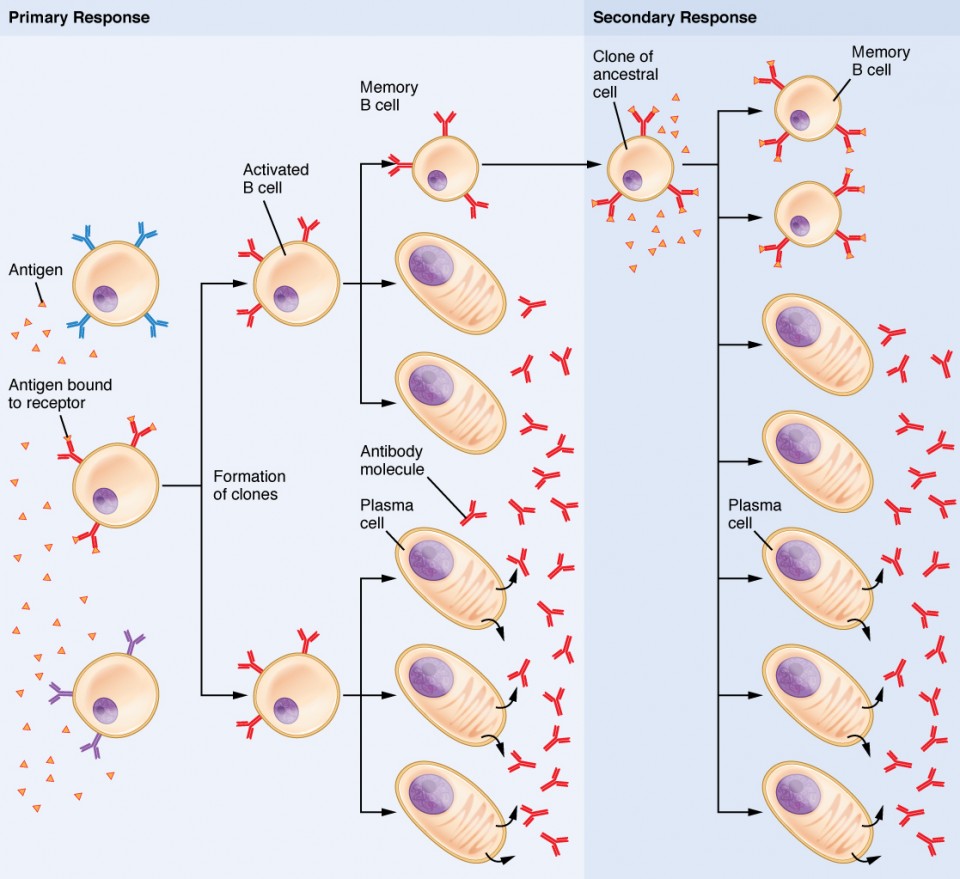 This flow chart shows how the clonal selection of B cells takes place. The left panel shows the primary response and the right panel shows the secondary response.