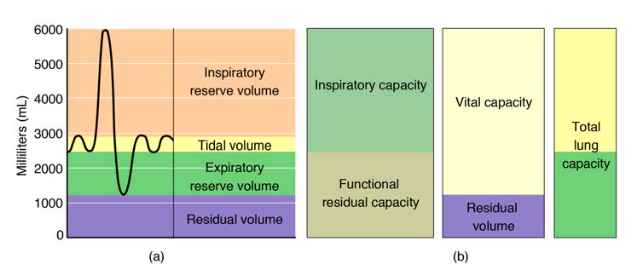 Respiratory Volumes and Capacities