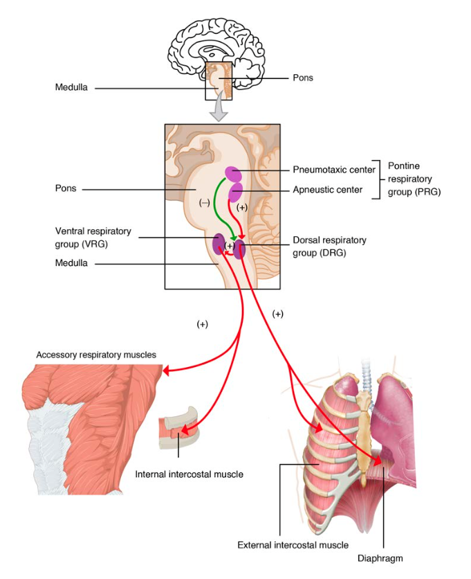 Respiratory Centers of the Brain
