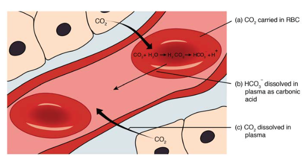 Carbon Dioxide Transport