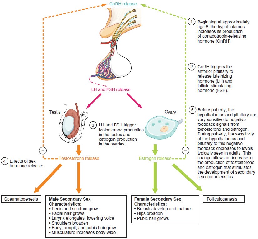 Stages Of Puberty In Males Chart