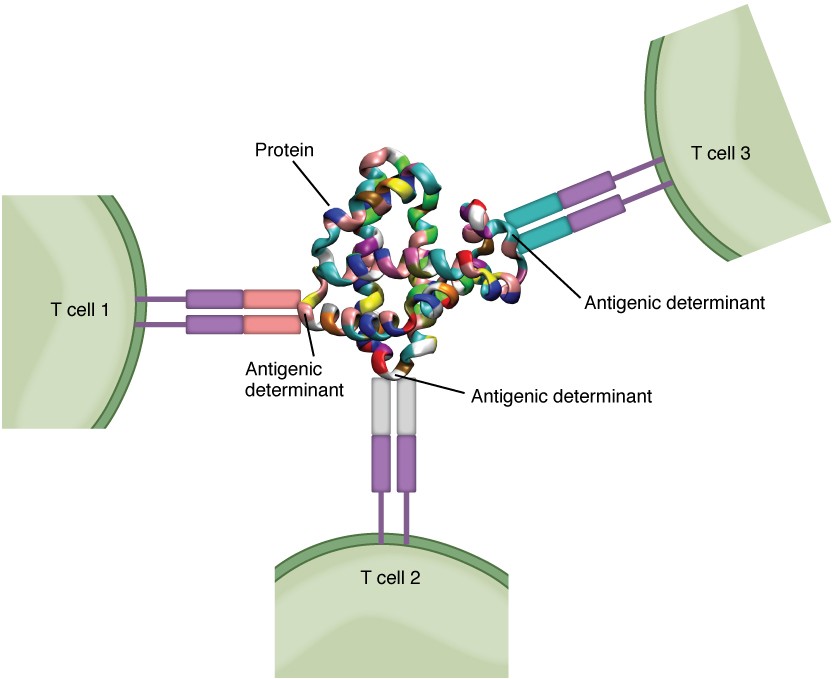The Adaptive Immune Response T lymphocytes and Their Functional Types