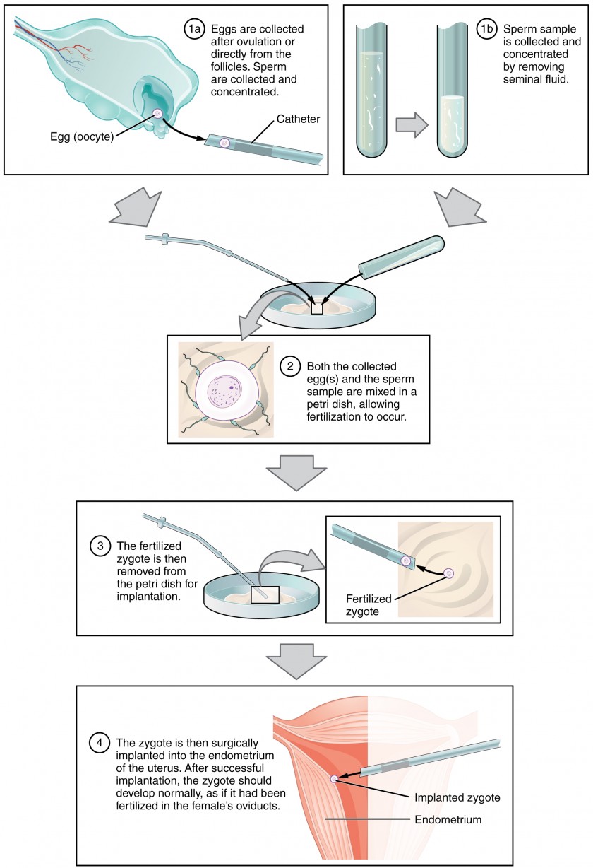 Fertilization Anatomy and Physiology II