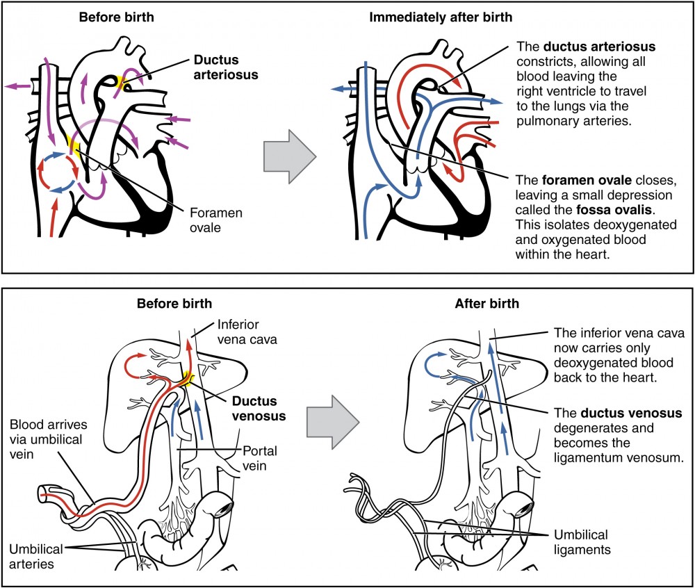 Adjustments of the Infant at Birth and Postnatal Stages Anatomy and