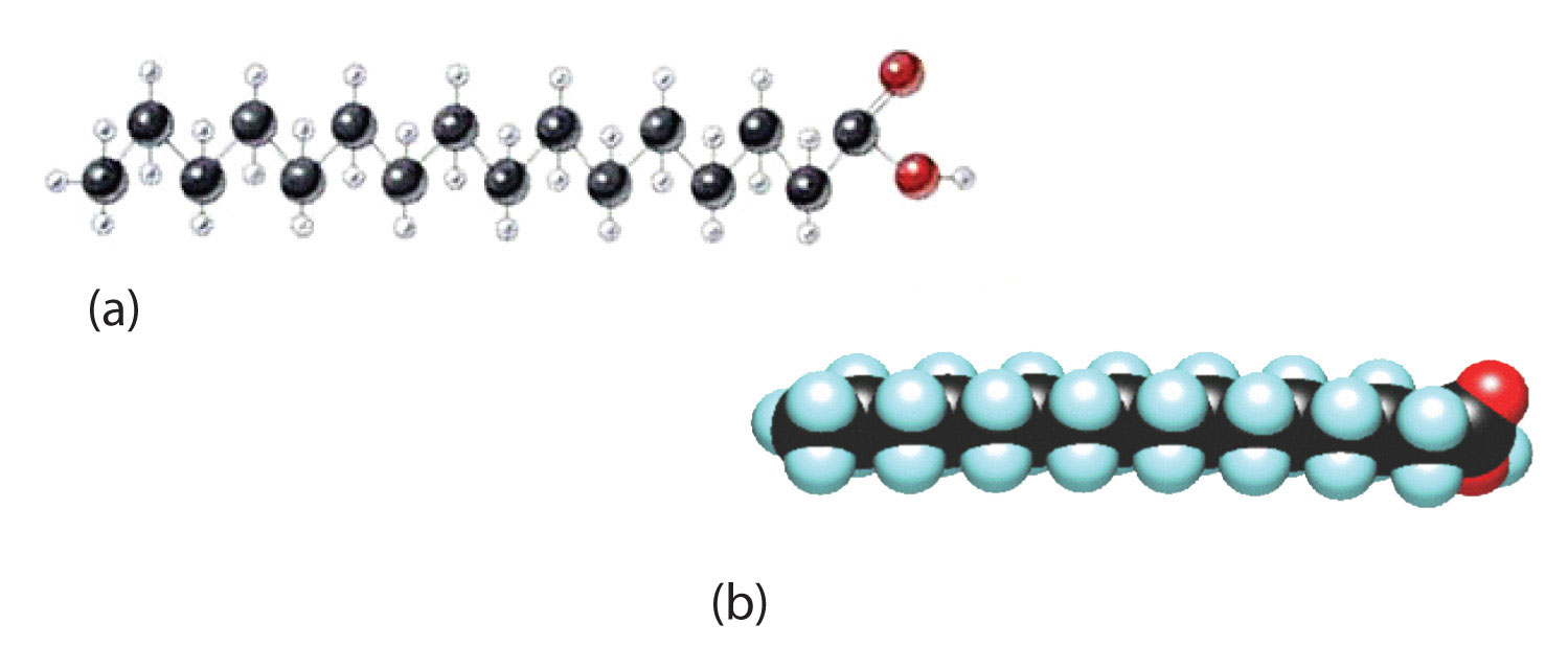 Fatty Acid Chain Fatty Acid Chain