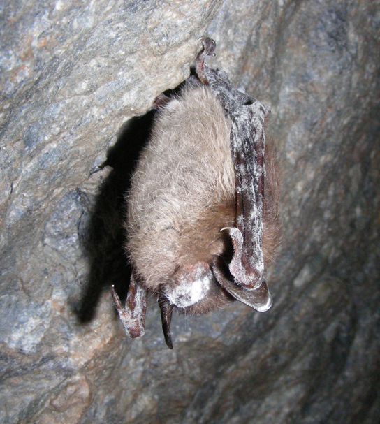 a bat hanging from the roof of a cave. The bat has a powdery white residue on its head and wings.