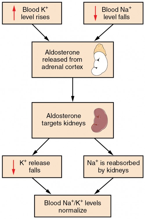 The Urinary System And Homeostasis Water And Electrolyte Balance Bio103 Human Biology 7074