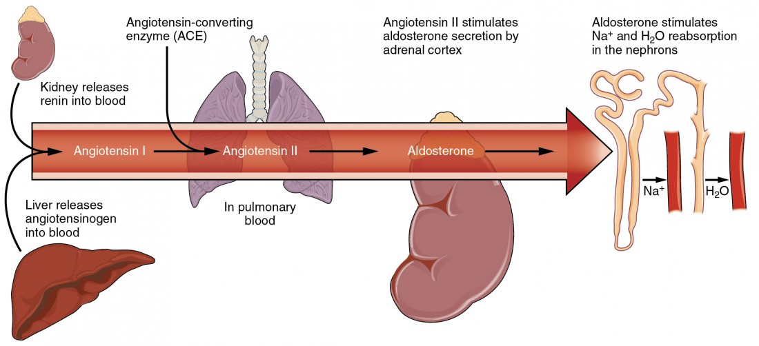 The Urinary System and Homeostasis Water and Electrolyte balance