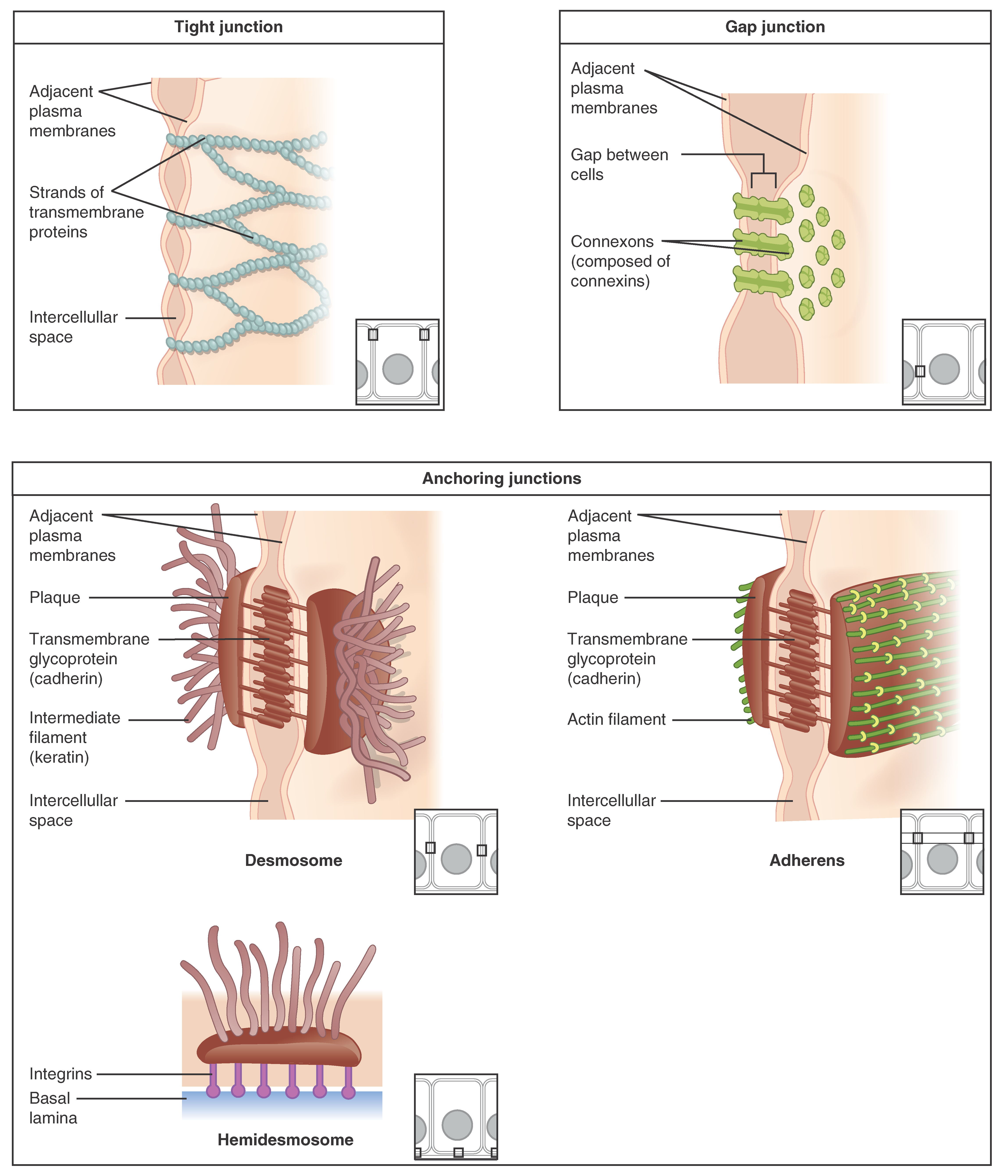 Drag Each Tissue Type To Its Correct Location - pup93uk