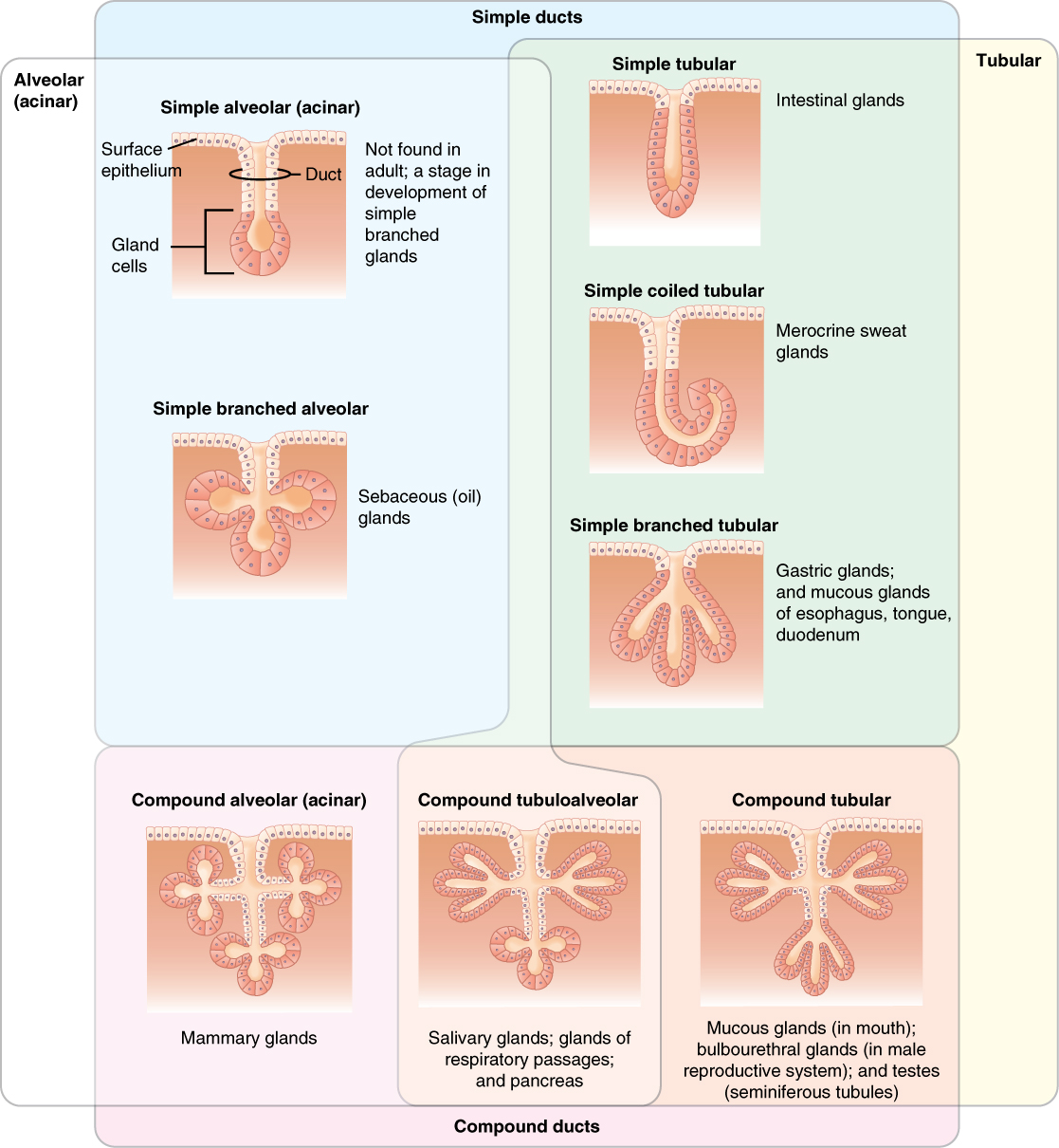 4 2 Epithelial Tissue Anatomy And Physiology