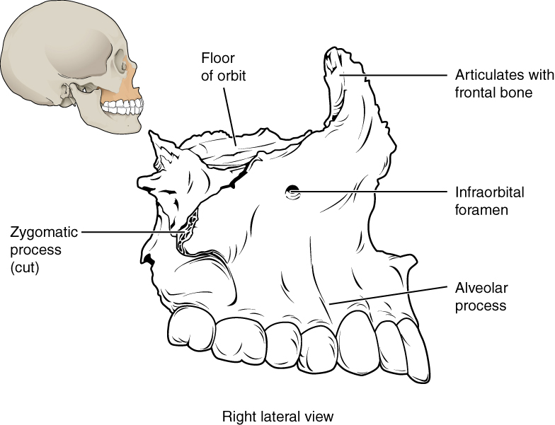 7.2 The Skull Anatomy and Physiology