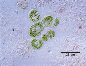 hypothesis meaning of biology