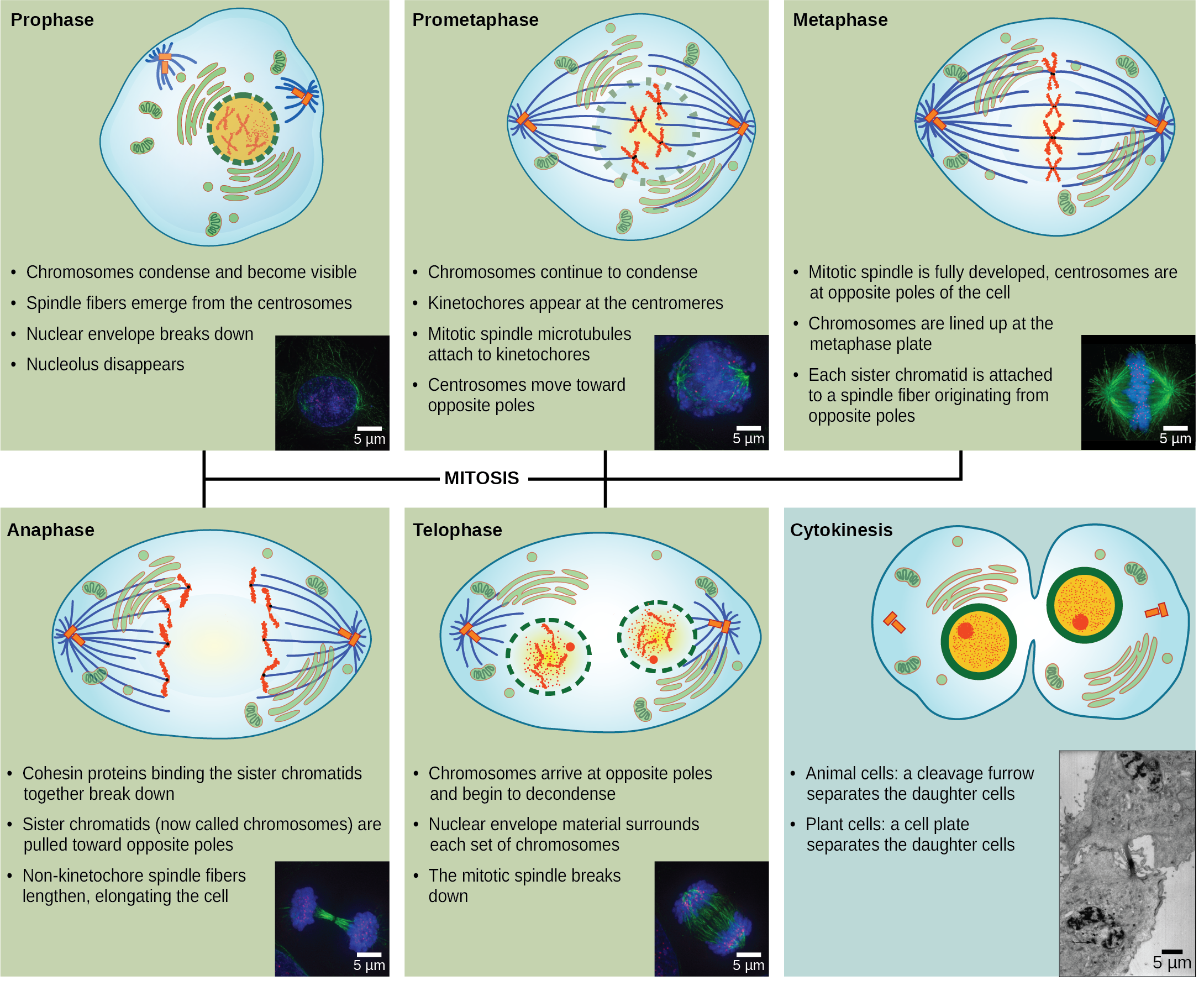 The Cell Cycle Openstax Biology 2e